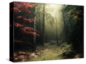 Legendary Forest in Brittany-Philippe Manguin-Stretched Canvas