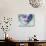 Legendary Lenny Watercolor I-Olivia Morgan-Art Print displayed on a wall