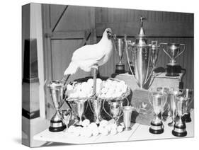 Leghorn and Her Eggs with Trophy for Egg Laying-null-Stretched Canvas