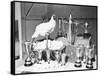 Leghorn and Her Eggs with Trophy for Egg Laying-null-Framed Stretched Canvas