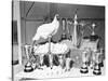 Leghorn and Her Eggs with Trophy for Egg Laying-null-Stretched Canvas