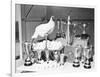 Leghorn and Her Eggs with Trophy for Egg Laying-null-Framed Photographic Print