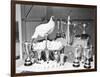 Leghorn and Her Eggs with Trophy for Egg Laying-null-Framed Photographic Print