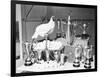 Leghorn and Her Eggs with Trophy for Egg Laying-null-Framed Photographic Print