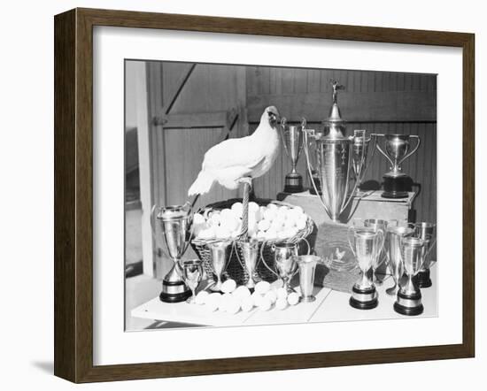 Leghorn and Her Eggs with Trophy for Egg Laying-null-Framed Photographic Print