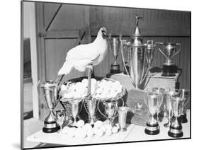Leghorn and Her Eggs with Trophy for Egg Laying-null-Mounted Photographic Print