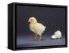 Leghorn Chick-null-Framed Stretched Canvas