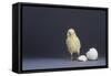Leghorn Chick-DLILLC-Framed Stretched Canvas