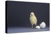 Leghorn Chick-DLILLC-Stretched Canvas