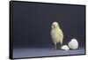 Leghorn Chick-DLILLC-Framed Stretched Canvas