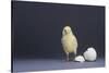 Leghorn Chick-DLILLC-Stretched Canvas