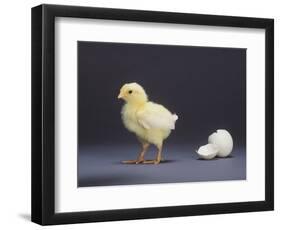 Leghorn Chick-null-Framed Photographic Print