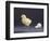 Leghorn Chick-null-Framed Photographic Print