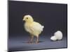 Leghorn Chick-null-Mounted Photographic Print