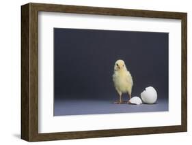 Leghorn Chick-DLILLC-Framed Photographic Print