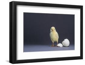 Leghorn Chick-DLILLC-Framed Photographic Print