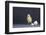 Leghorn Chick-DLILLC-Framed Photographic Print