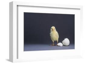 Leghorn Chick-DLILLC-Framed Photographic Print