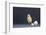 Leghorn Chick-DLILLC-Framed Photographic Print