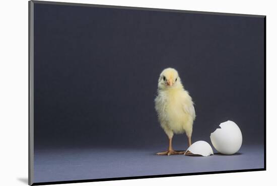 Leghorn Chick-DLILLC-Mounted Photographic Print