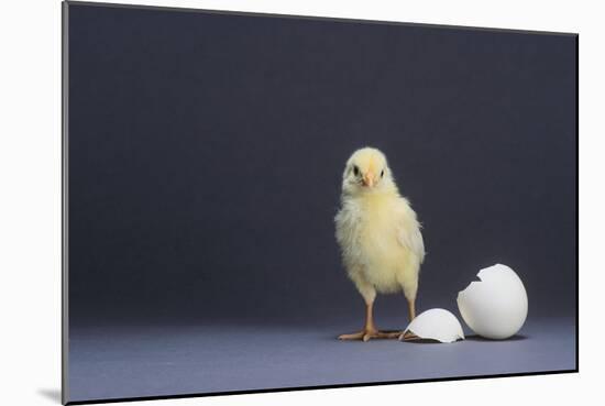 Leghorn Chick-DLILLC-Mounted Photographic Print