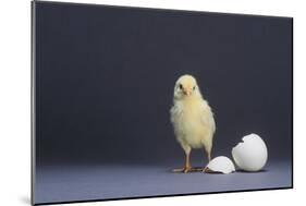 Leghorn Chick-DLILLC-Mounted Photographic Print
