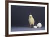 Leghorn Chick-DLILLC-Framed Photographic Print