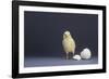 Leghorn Chick-DLILLC-Framed Photographic Print