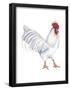Leghorn (Gallus Gallus Domesticus), Rooster, Poultry, Birds-Encyclopaedia Britannica-Framed Poster