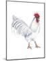 Leghorn (Gallus Gallus Domesticus), Rooster, Poultry, Birds-Encyclopaedia Britannica-Mounted Poster