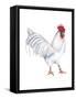 Leghorn (Gallus Gallus Domesticus), Rooster, Poultry, Birds-Encyclopaedia Britannica-Framed Stretched Canvas