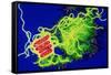 Legionella Bacteria-Dr. Linda Stannard-Framed Stretched Canvas