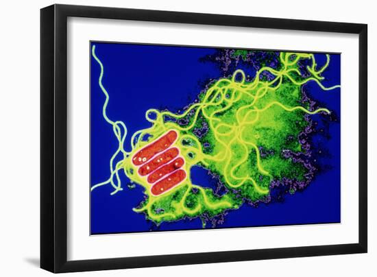 Legionella Bacteria-Dr. Linda Stannard-Framed Photographic Print