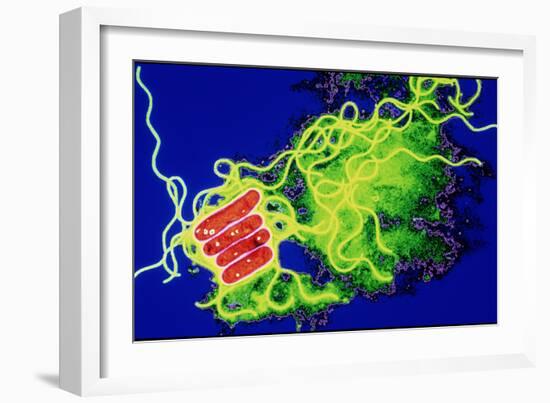 Legionella Bacteria-Dr. Linda Stannard-Framed Photographic Print