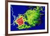 Legionella Bacteria-Dr. Linda Stannard-Framed Photographic Print