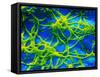 Legionella Pneumophila Bacteria-null-Framed Stretched Canvas