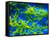 Legionella Pneumophila Bacteria-null-Framed Stretched Canvas