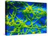 Legionella Pneumophila Bacteria-null-Stretched Canvas