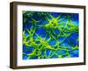 Legionella Pneumophila Bacteria-null-Framed Photographic Print