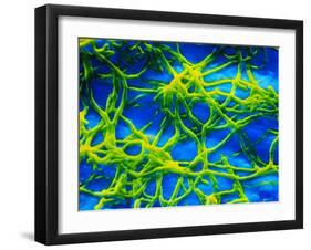 Legionella Pneumophila Bacteria-null-Framed Photographic Print