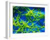 Legionella Pneumophila Bacteria-null-Framed Photographic Print