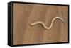 Legless Lizard (Typhlosaurus Braini), Namib Desert, Namibia, Africa-Thorsten Milse-Framed Stretched Canvas