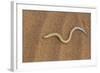 Legless Lizard (Typhlosaurus Braini), Namib Desert, Namibia, Africa-Thorsten Milse-Framed Photographic Print