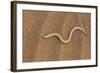 Legless Lizard (Typhlosaurus Braini), Namib Desert, Namibia, Africa-Thorsten Milse-Framed Photographic Print