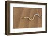 Legless Lizard (Typhlosaurus Braini), Namib Desert, Namibia, Africa-Thorsten Milse-Framed Photographic Print