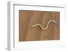 Legless Lizard (Typhlosaurus Braini), Namib Desert, Namibia, Africa-Thorsten Milse-Framed Photographic Print