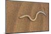 Legless Lizard (Typhlosaurus Braini), Namib Desert, Namibia, Africa-Thorsten Milse-Mounted Photographic Print