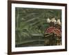 Legong Dancers, Bali, Indonesia-Michele Westmorland-Framed Photographic Print