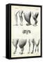 Legs, 1863-79-Raimundo Petraroja-Framed Stretched Canvas