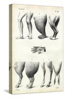 Legs, 1863-79-Raimundo Petraroja-Stretched Canvas
